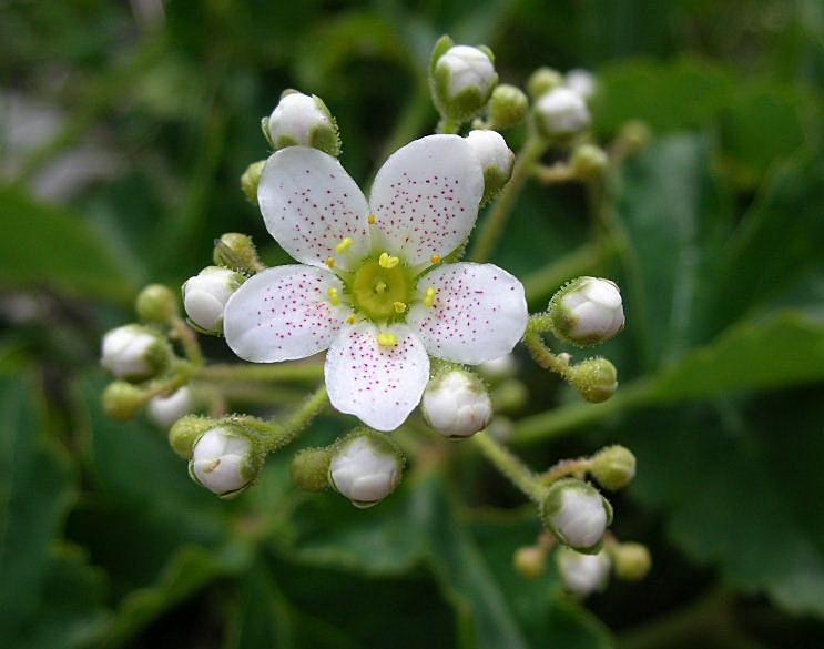 Saxifraga hostii  ssp. rhaetica / Sassifraga di Host